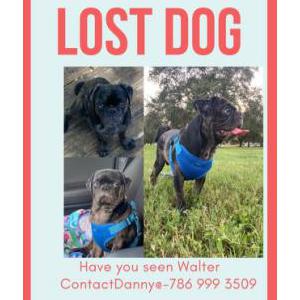 Lost Dog Walter