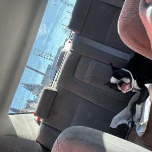 Found Dog Unknown