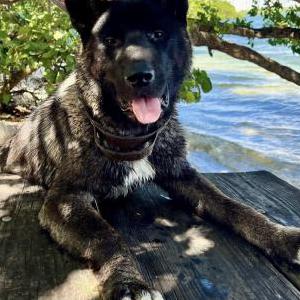 Lost Dog Kush