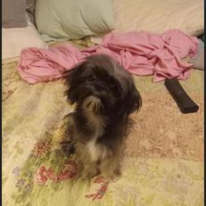 Image of Miss Milli, Lost Dog