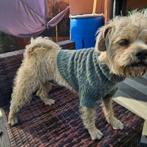 Found Dog Unknown