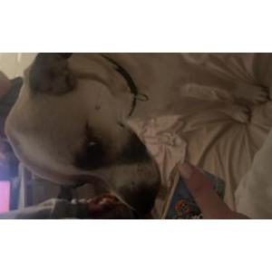 Image of Barkley, Lost Dog