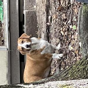 Image of May May, Lost Dog