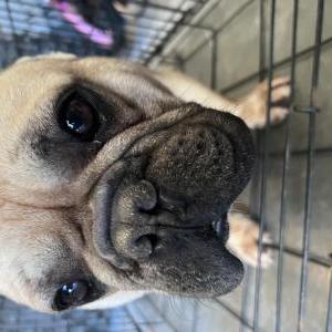 Lost Dog Cash