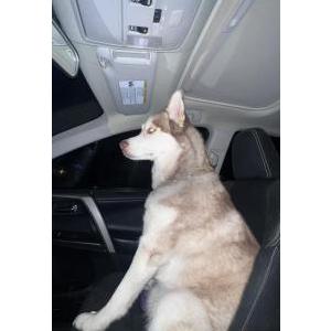 Lost Dog Pitu