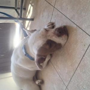 Found Dog Sky