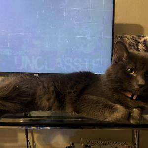 Image of Shadow, Lost Cat