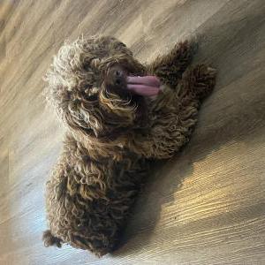 Lost Dog Chuck