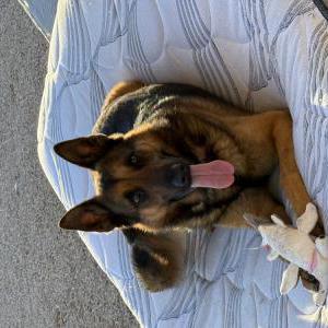 Found Dog Unknown