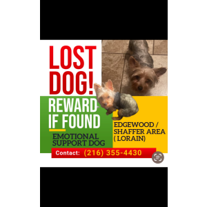Lost Dog Cash