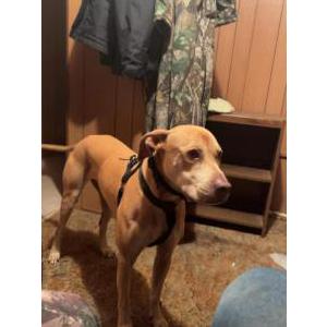 Image of Buddy, Lost Dog