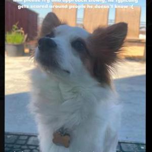 Lost Dog Ozi