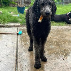 Lost Dog Star