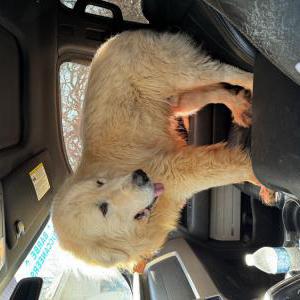 Found Dog Unknown