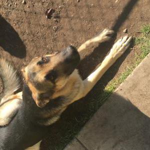 Lost Dog Lobo