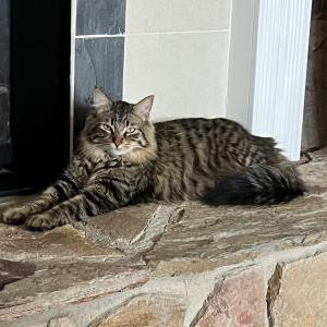 Image of Tee Tee, Lost Cat