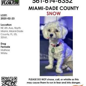 Lost Dog Snow