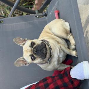 Lost Dog Suki