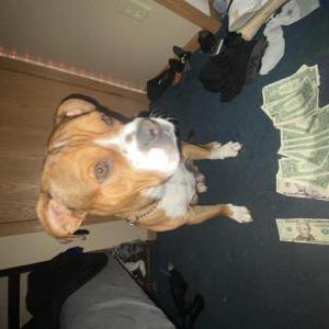 Lost Dog Capone