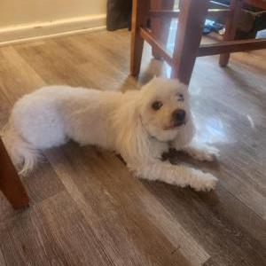 Image of Xico, Lost Dog