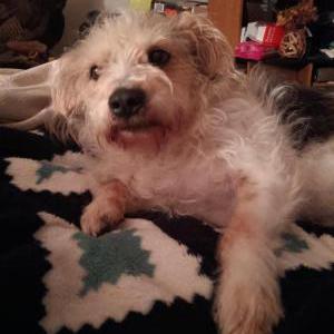 Lost Dog Scruffy