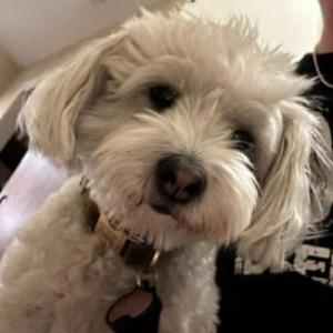 Lost Dog Benji