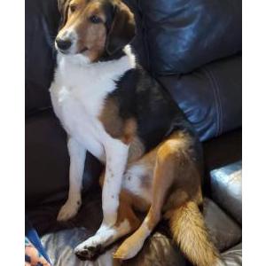 Image of Ryder, Lost Dog