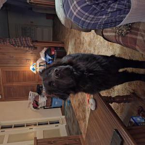 Lost Dog Molly
