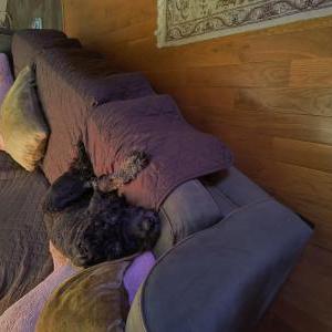 Image of Milo, Lost Dog