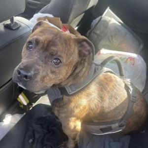 Found Dog brindle pitbull mix