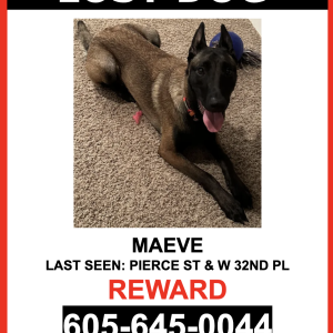 Lost Dog MAEVE