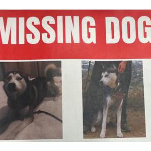 Lost Dog Woody