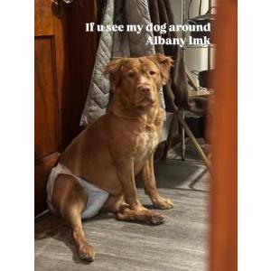 Image of Adolla, Lost Dog