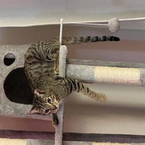 Image of Ozzy, Lost Cat