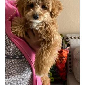 Image of Sassy, Lost Dog