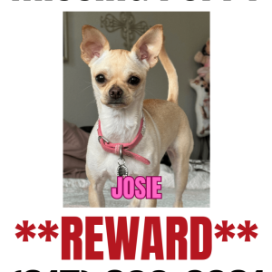 Lost Dog Josie