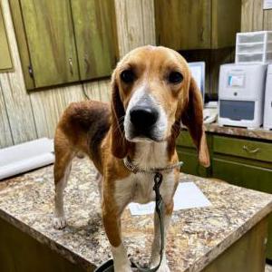 Found Dog Unknown