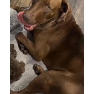 Image of Sadie, Lost Dog