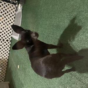 Found Dog Unknown
