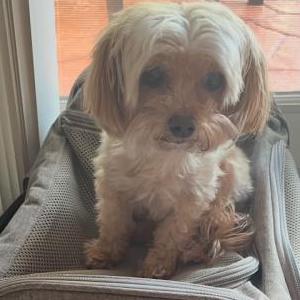 Lost Dog Lola