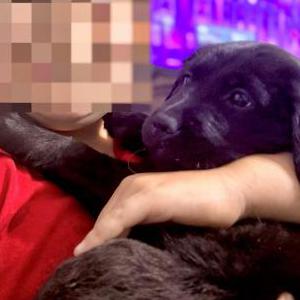 Image of Kodi, Lost Dog