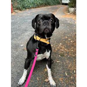 Lost Dog Hannibal