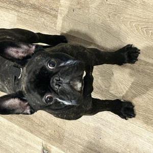 Image of Kodak, Lost Dog