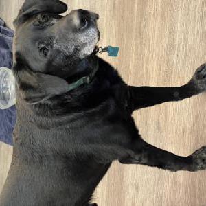 Lost Dog Sultan