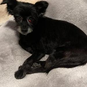 Lost Dog Betsey