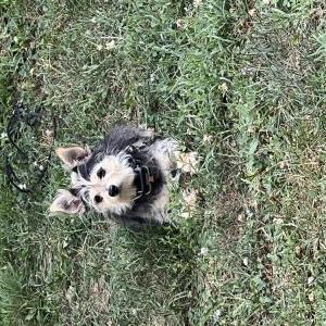 Lost Dog Mikey