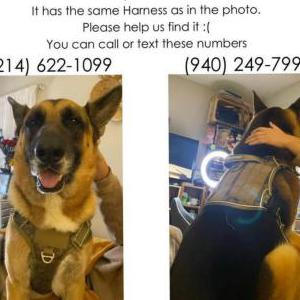 Lost Dog Thiago