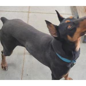 Image of Unknown, Found Dog