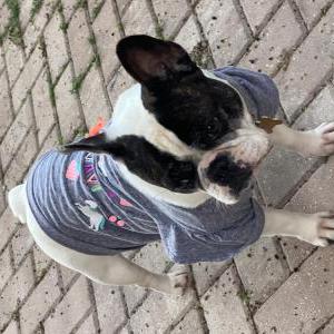 2nd Image of Dutchess, Lost Dog