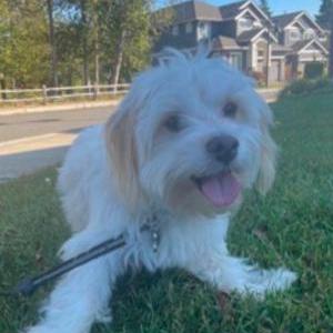Lost Dog Fikir